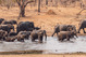 Parque Nacional de Hwange | Elefantes | Vive Zimbabwe