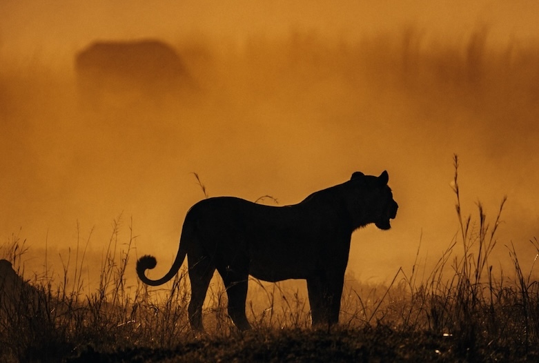 Amalinda-Safari-Collection-Hwange01.jpeg