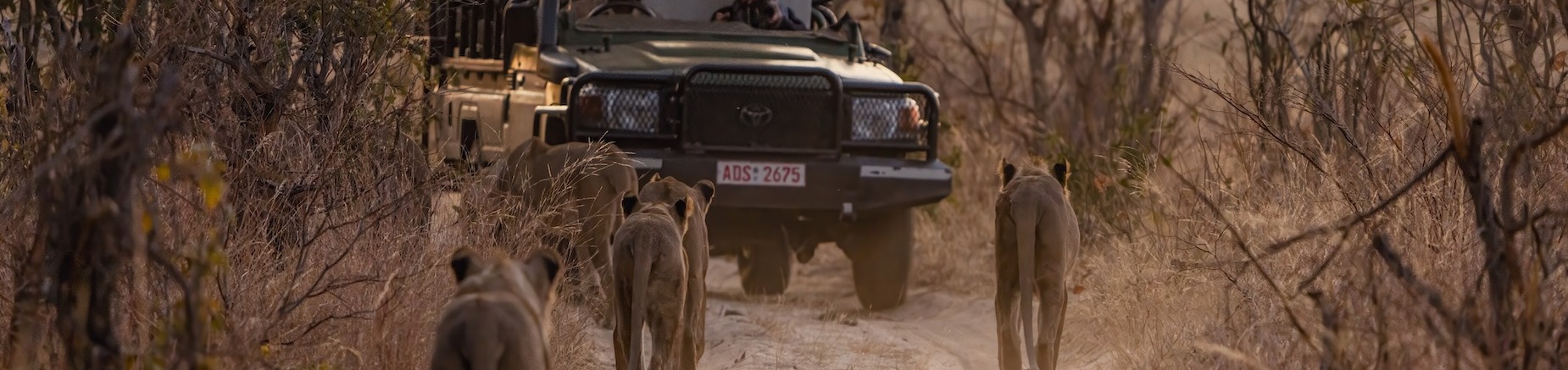 Safaris fuera de lo comn