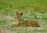 WALLOW 3.JPG