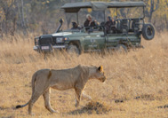 Imagen de leona y Safari en 4x4 en Zimbabwe en el Parque Nacional de Hwange para web Vive Zimbabwe Itinerario Zimbabwe en coche