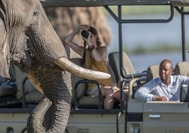 Elefante safari.jpg