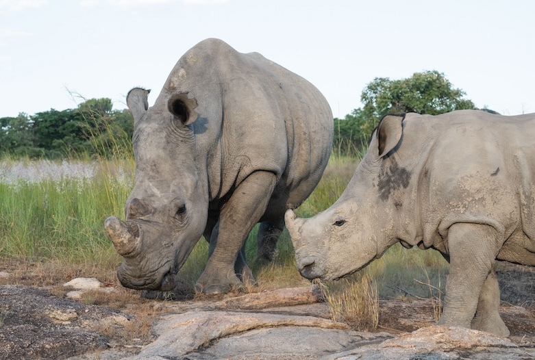 Matopos-Rhino05.jpg