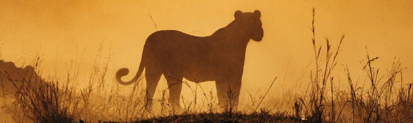 Leon- Hwange.jpeg Leon- Hwange.jpeg