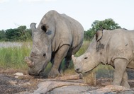 Matopos-Rhino05.jpg