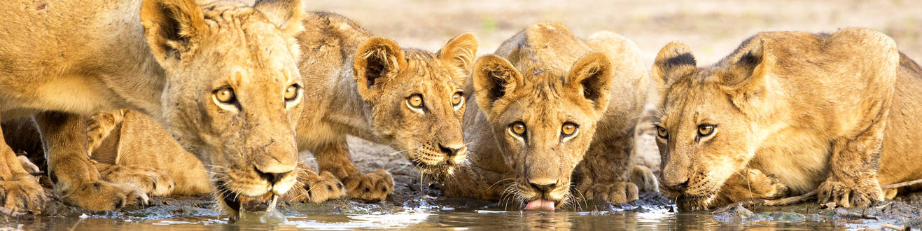 Leones