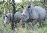 Matopos-Rhino07.jpg
