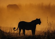 Amalinda-Safari-Collection-Hwange01.jpeg