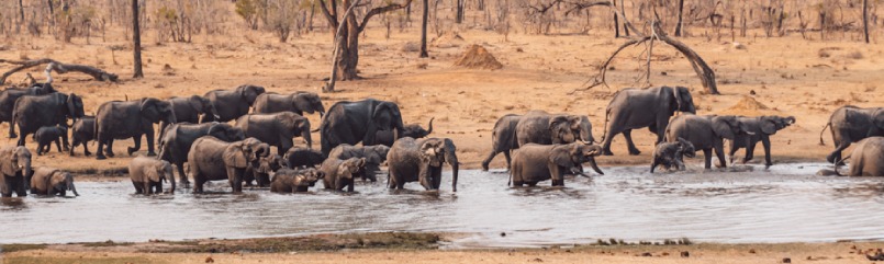 Parque Nacional de Hwange | Elefantes | Vive Zimbabwe