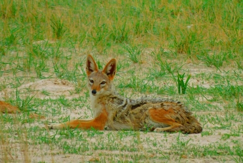 WALLOW 3.JPG